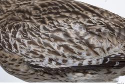 Photo Textures of Animal Skin